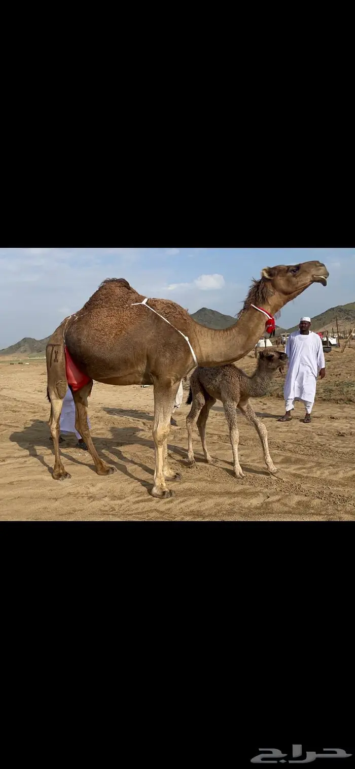 ناقه خلفه هديه طيبه ماشاءالله 0