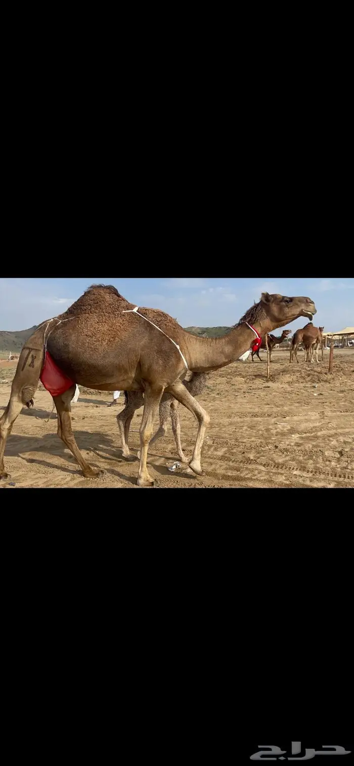 ناقه خلفه هديه طيبه ماشاءالله 1
