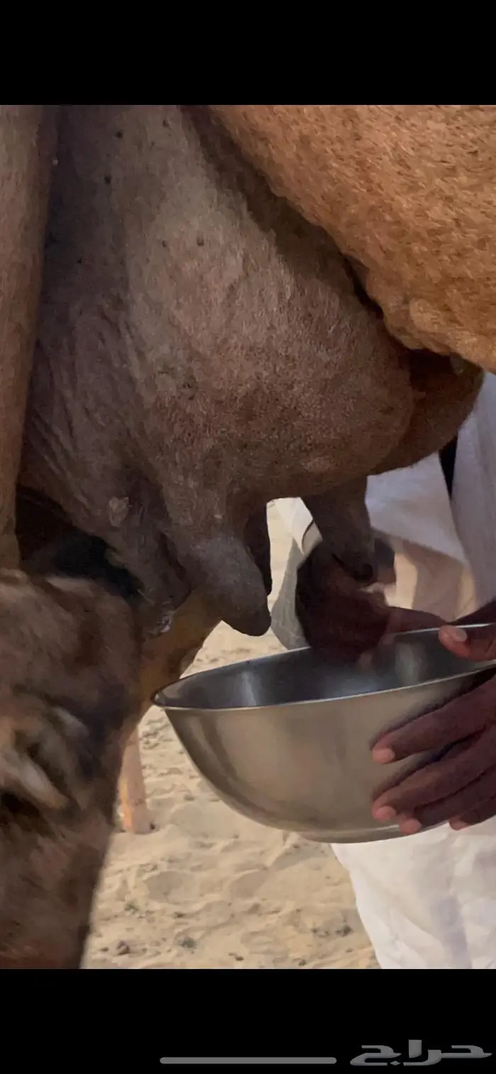 ناقه خلفه هديه طيبه ماشاءالله 2