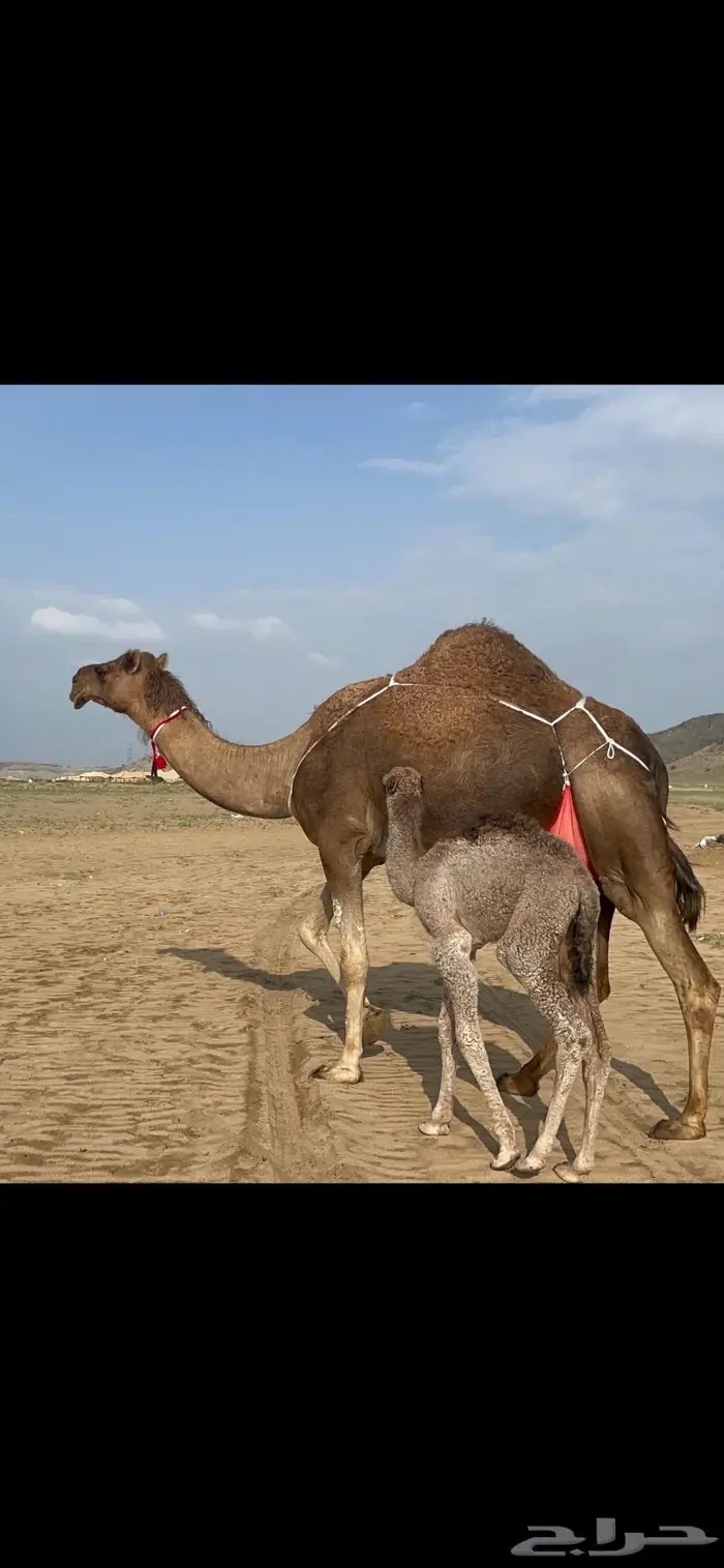 ناقه خلفه هديه طيبه ماشاءالله 3