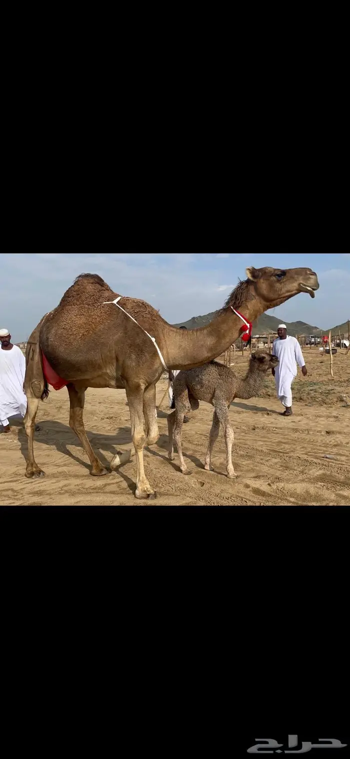 ناقه خلفه هديه طيبه ماشاءالله 4