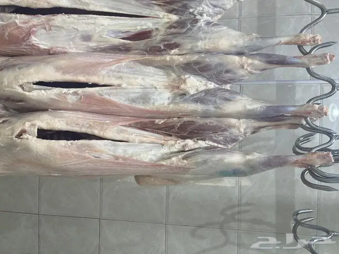 متجر ذبيحة 24