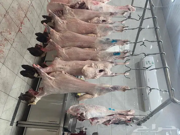 متجر ذبيحة 26