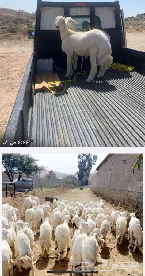 ذبايح خرفان رخال حريات مع السلخ والتوصيل 11