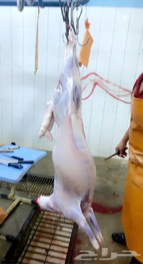 ذبايح خرفان رخال حريات مع السلخ والتوصيل 16