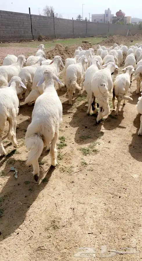 ذبايح خرفان رخال حريات مع السلخ والتوصيل 22