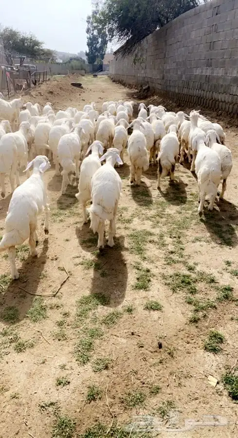 ذبايح خرفان رخال حريات مع السلخ والتوصيل 25