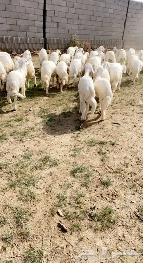 ذبايح خرفان رخال حريات مع السلخ والتوصيل 23