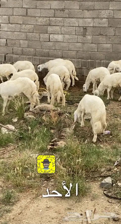 ذبايح خرفان رخال حريات مع السلخ والتوصيل 17