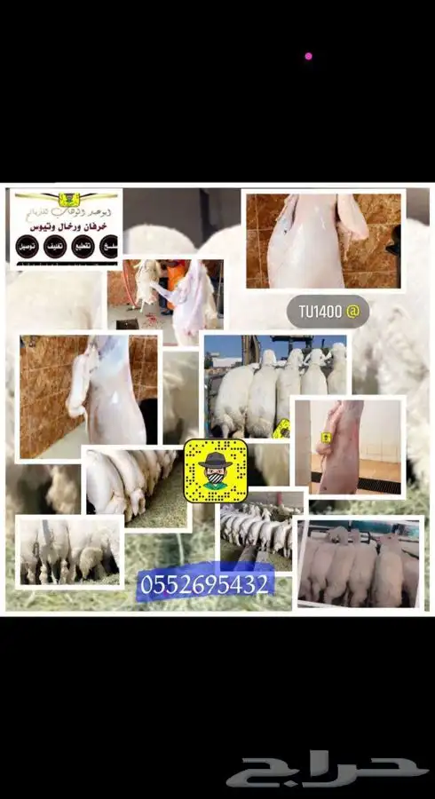 ذبايح خرفان رخال حريات مع السلخ والتوصيل 0
