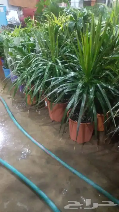 مشتل وتنسيق حدائق 0507622715 25