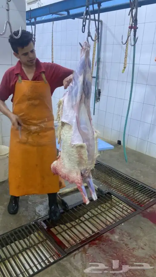 ذبايح خرفان رخال حريات مع السلخ والتوصيل 15
