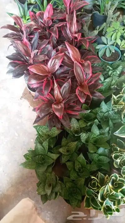 مشتل وتنسيق حدائق 0507622715 54