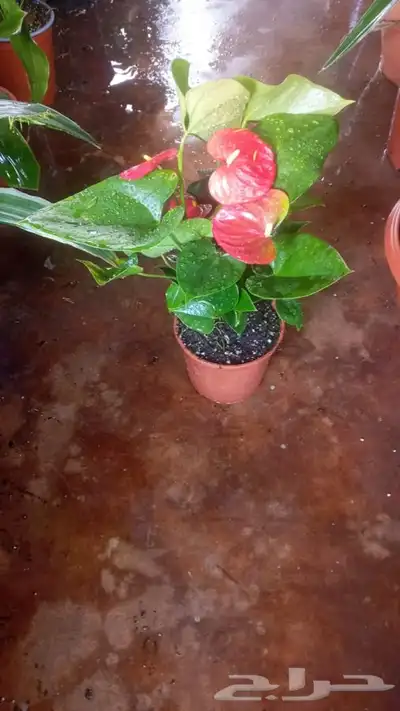 مشتل وتنسيق حدائق 0507622715 33