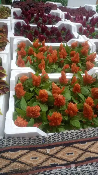 مشتل وتنسيق حدائق 0507622715 23