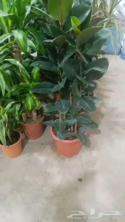 مشتل وتنسيق حدائق 0507622715 24