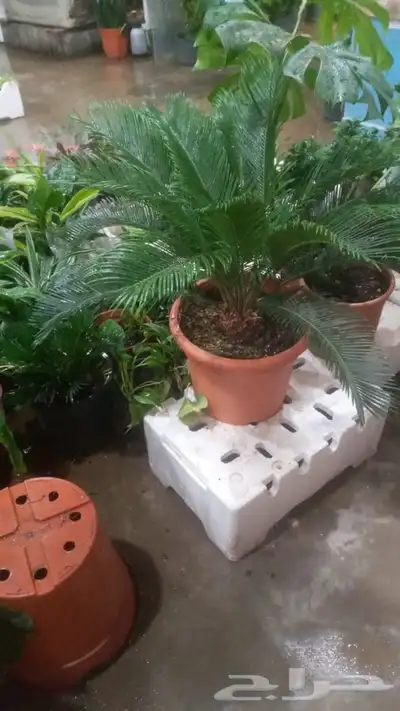 مشتل وتنسيق حدائق 0507622715 29