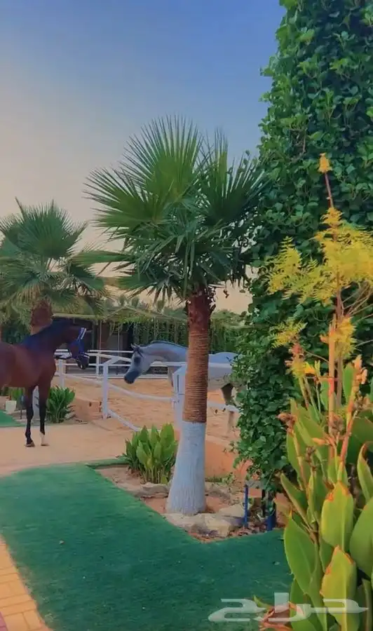 توريد نخيل 10