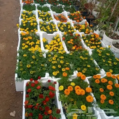 مشتل وتنسيق حدائق 0507622715 22
