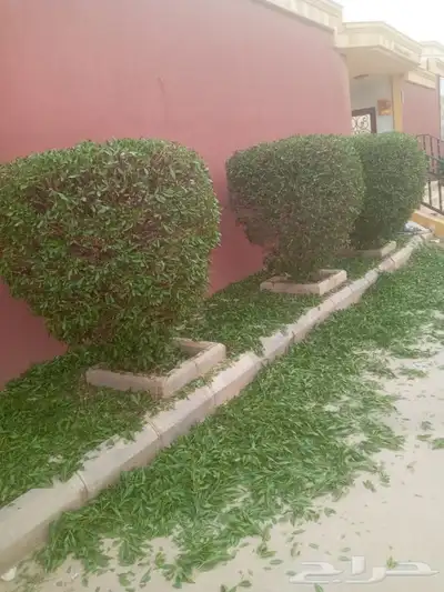 مشتل وتنسيق حدائق 0507622715 46