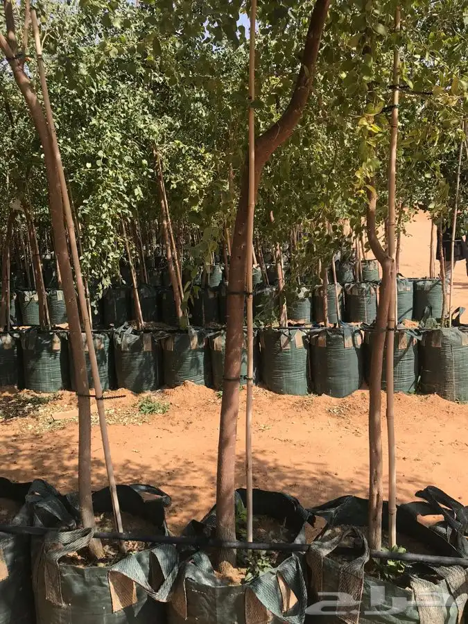 توريد نخيل 4