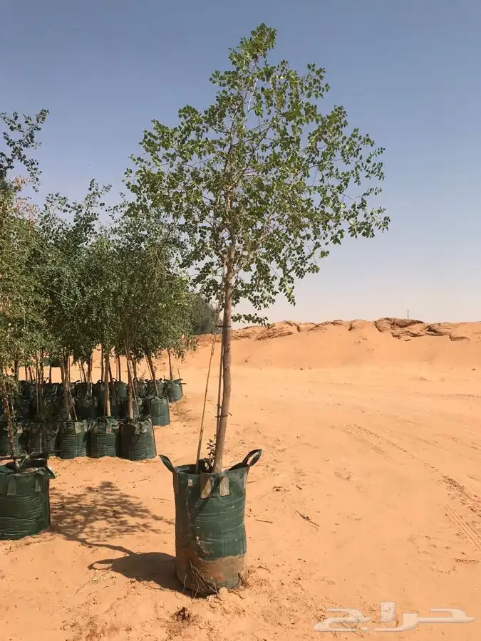 توريد نخيل 5