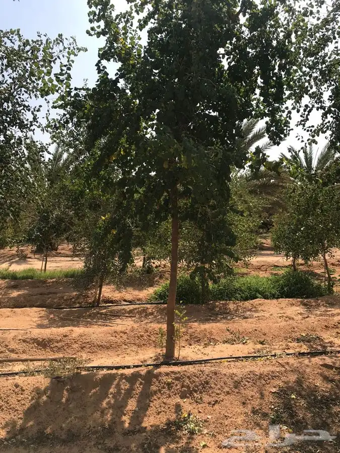 توريد نخيل 9