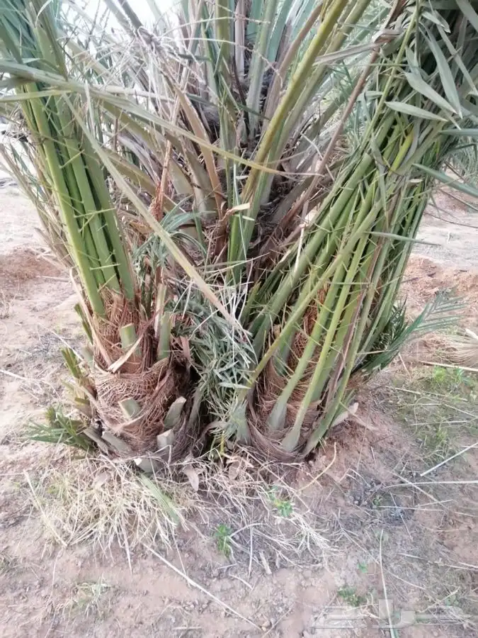 توريد نخيل 12