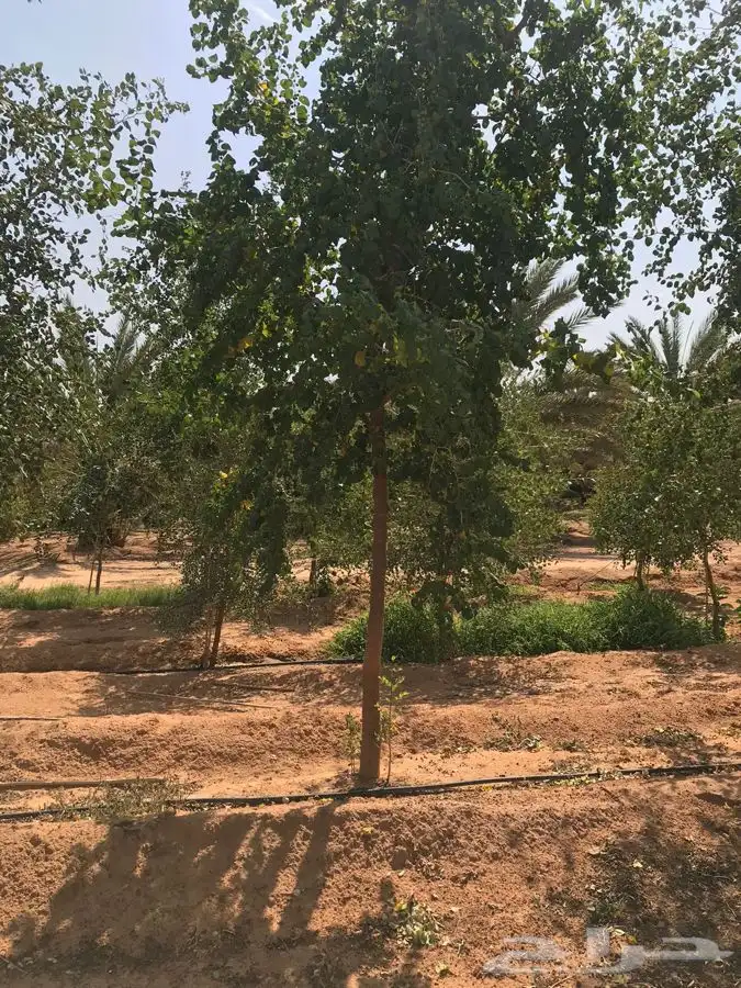 توريد نخيل 8