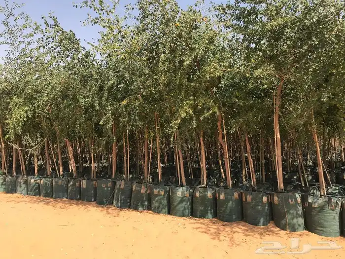 توريد نخيل 7