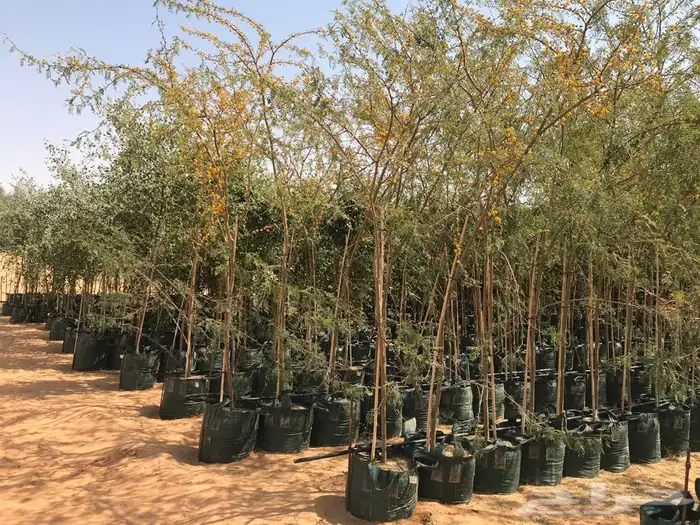 توريد نخيل 6