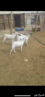 ذبائح كفو حريات ونعيمي وتيوس ومسلخ 2