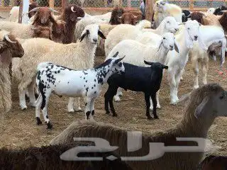 ذبائح كفو حريات ونعيمي وتيوس ومسلخ 0
