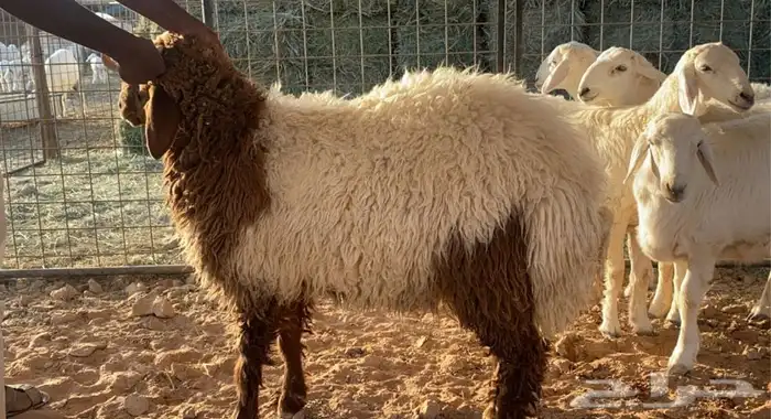 ذبائح طيبه 0