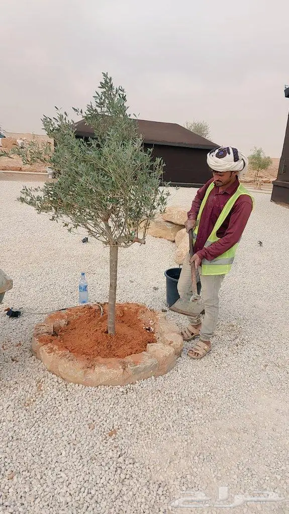 اشجار زيتون معمر ديكور لاندسكيب 5