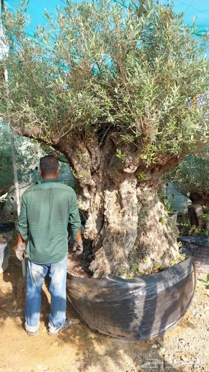 اشجار زيتون معمر ديكور لاندسكيب 1