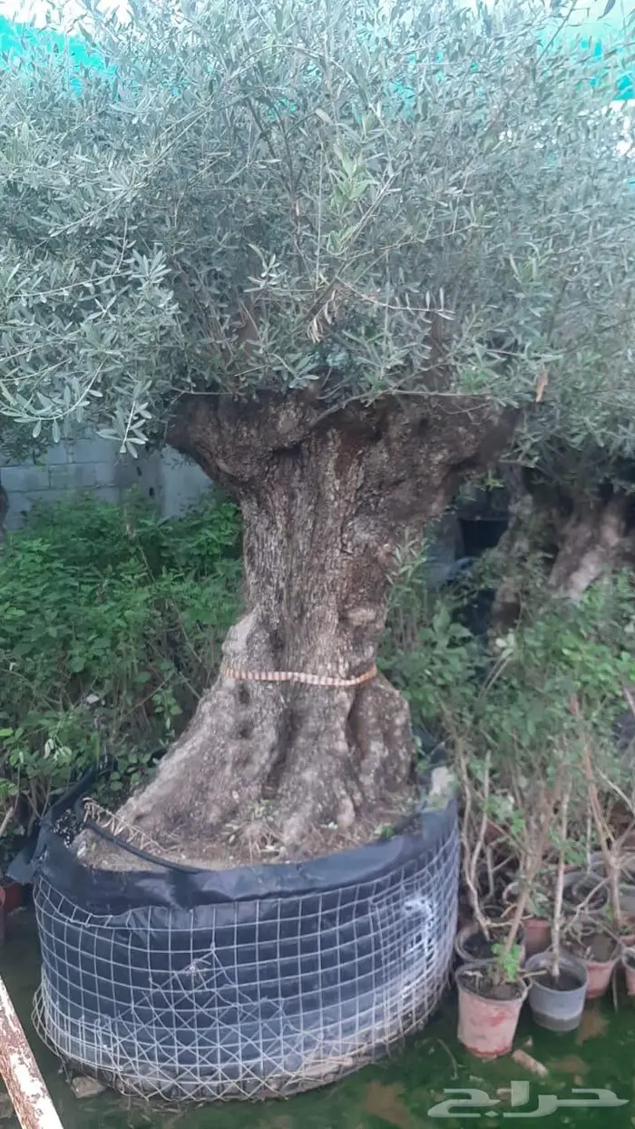 اشجار زيتون معمر ديكور لاندسكيب 0