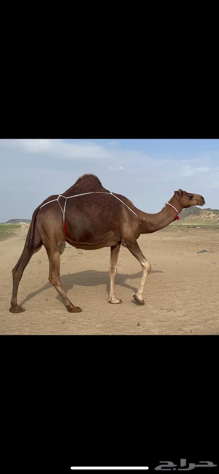 ناقه خلفه حمراء دم فارعه ماشاءالله 1