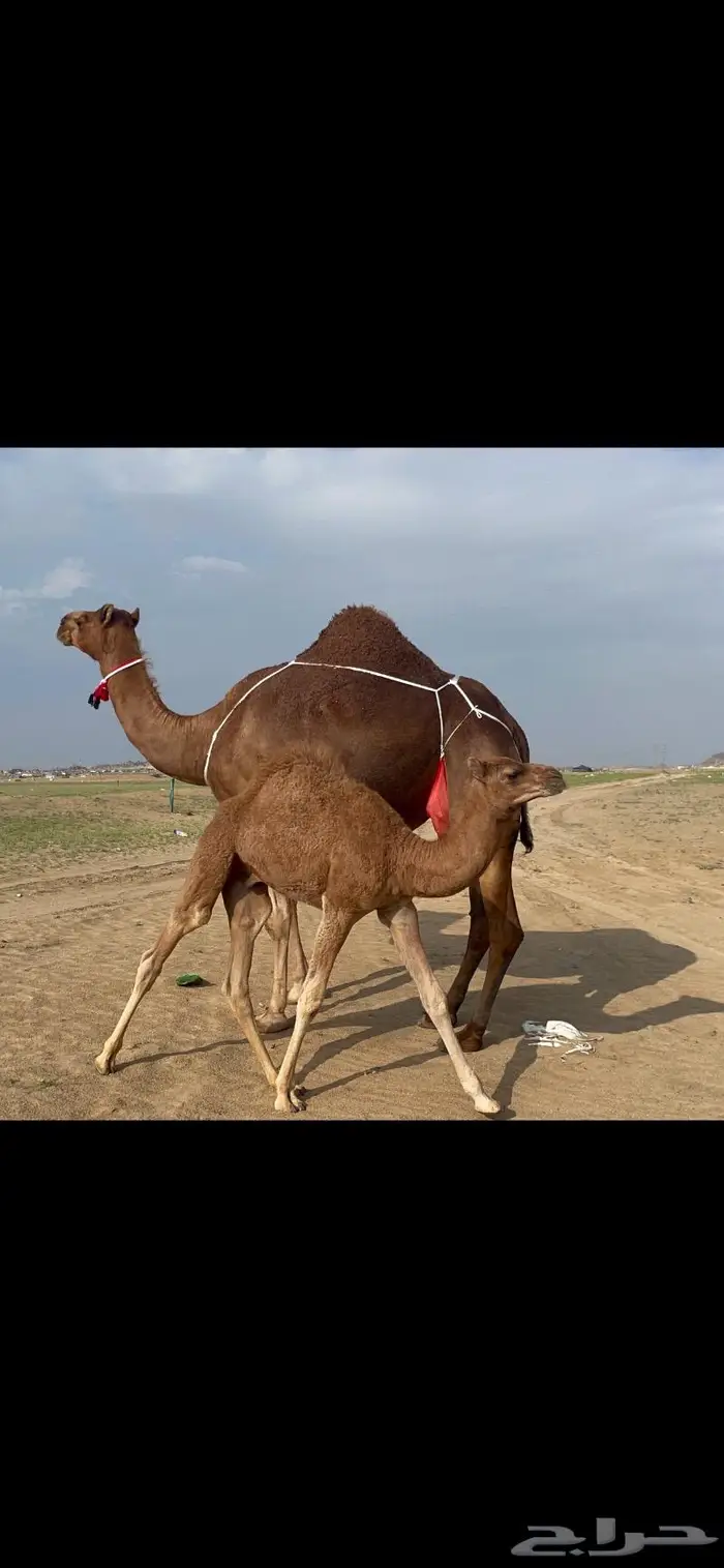 ناقه خلفه حمراء دم فارعه ماشاءالله 4