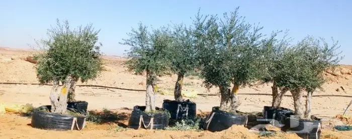 اشجار زيتون معمر ديكور لاندسكيب 4