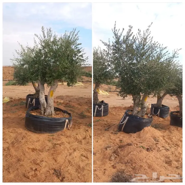 اشجار زيتون معمر ديكور لاندسكيب 3