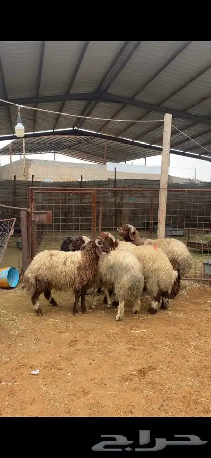 خرفان نعيم 2