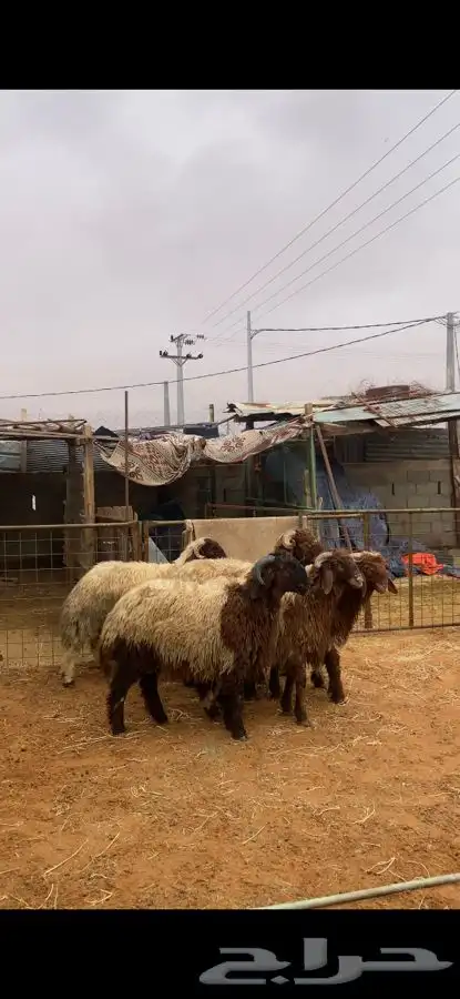 خرفان نعيم 3