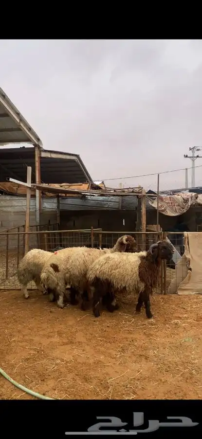 خرفان نعيم 4