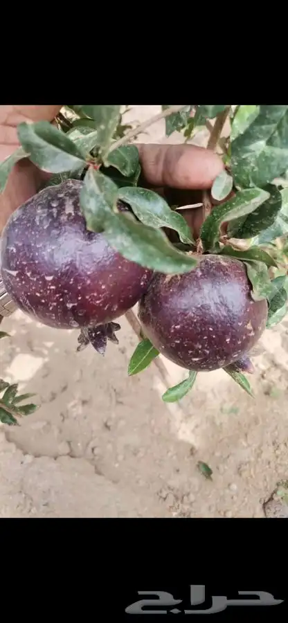 شتلات منتجه مشمش وخوخ بلدي وغيرها 3