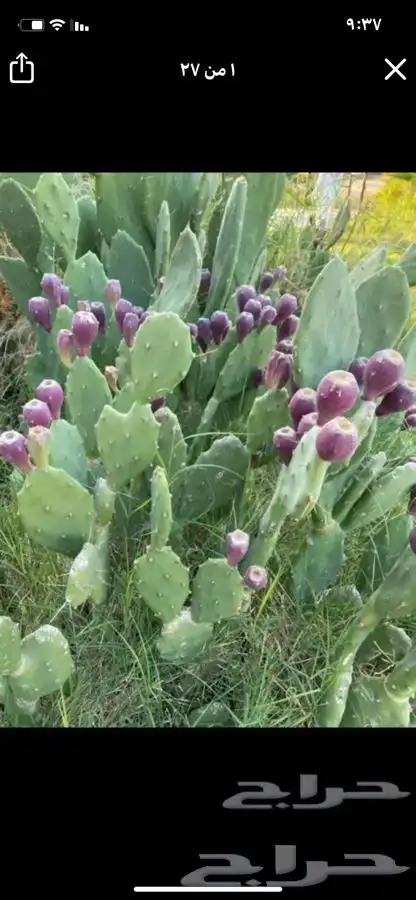 شتلات منتجه مشمش وخوخ بلدي وغيرها 6