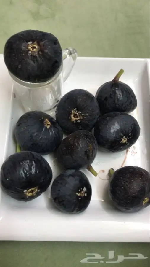 شتلات منتجه مشمش وخوخ بلدي وغيرها 15