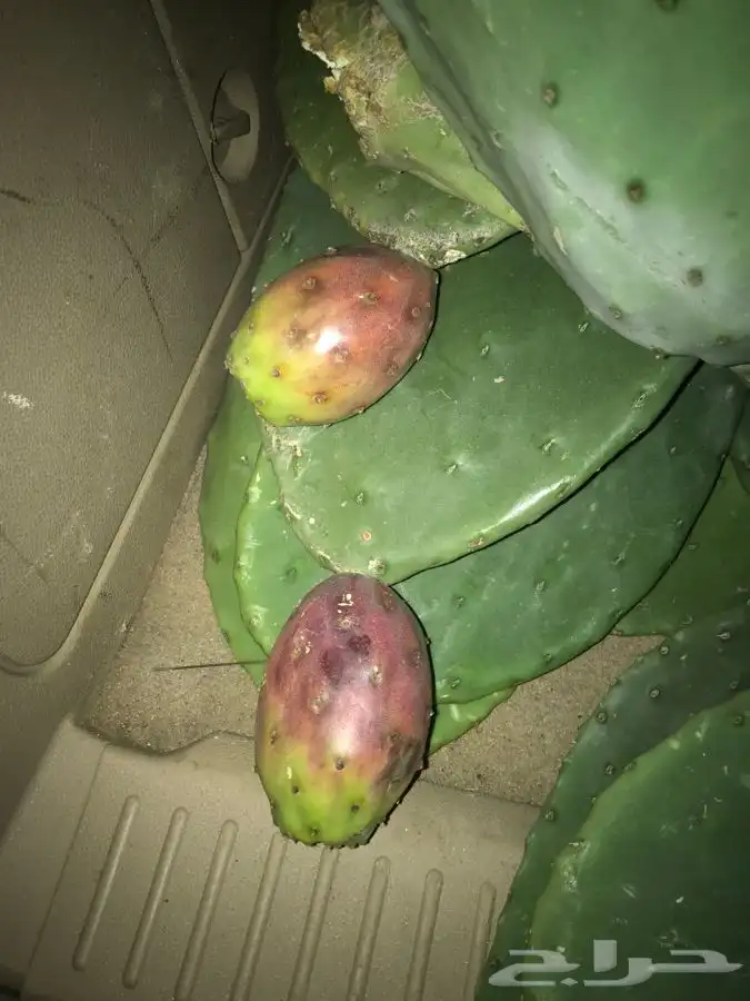 شتلات منتجه مشمش وخوخ بلدي وغيرها 13