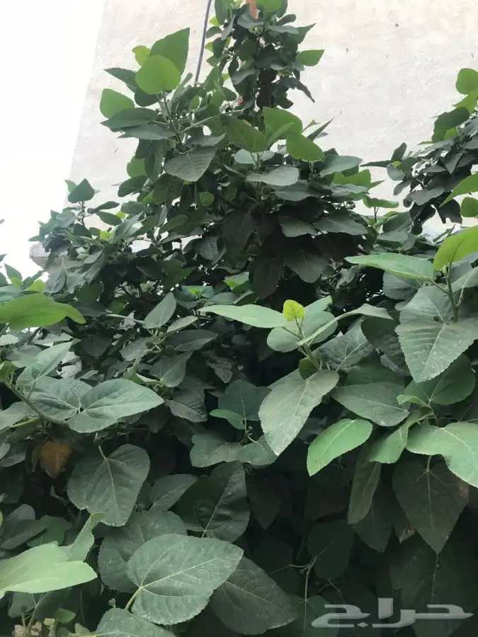 شتلات منتجه مشمش وخوخ بلدي وغيرها 18