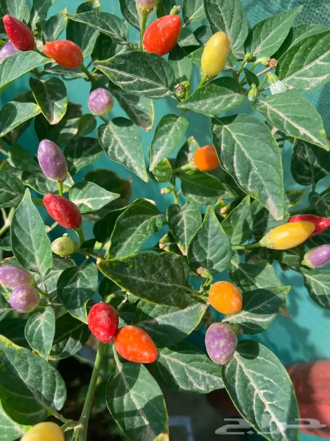 شتلات منتجه مشمش وخوخ بلدي وغيرها 5